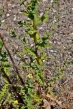 Verbascum sinuatum. Нижняя часть побега. Португалия, г. Лиссабон, пустырь. 16.06.2026.