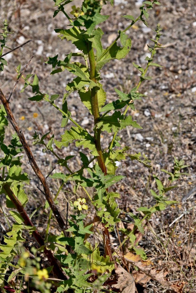Изображение особи Verbascum sinuatum.
