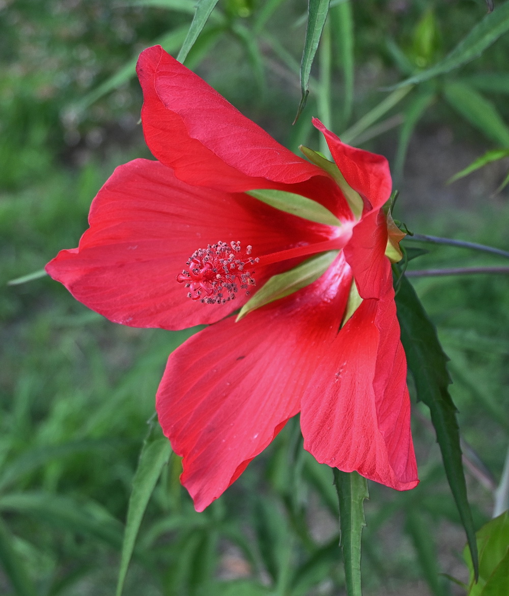 Image of Hibiscus coccineus specimen.