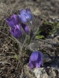 Pulsatilla patens