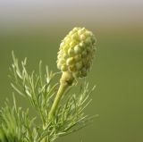 Image of taxon representative. Author is Наталья Воробьева