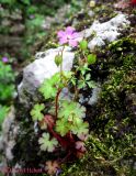 Geranium lucidum