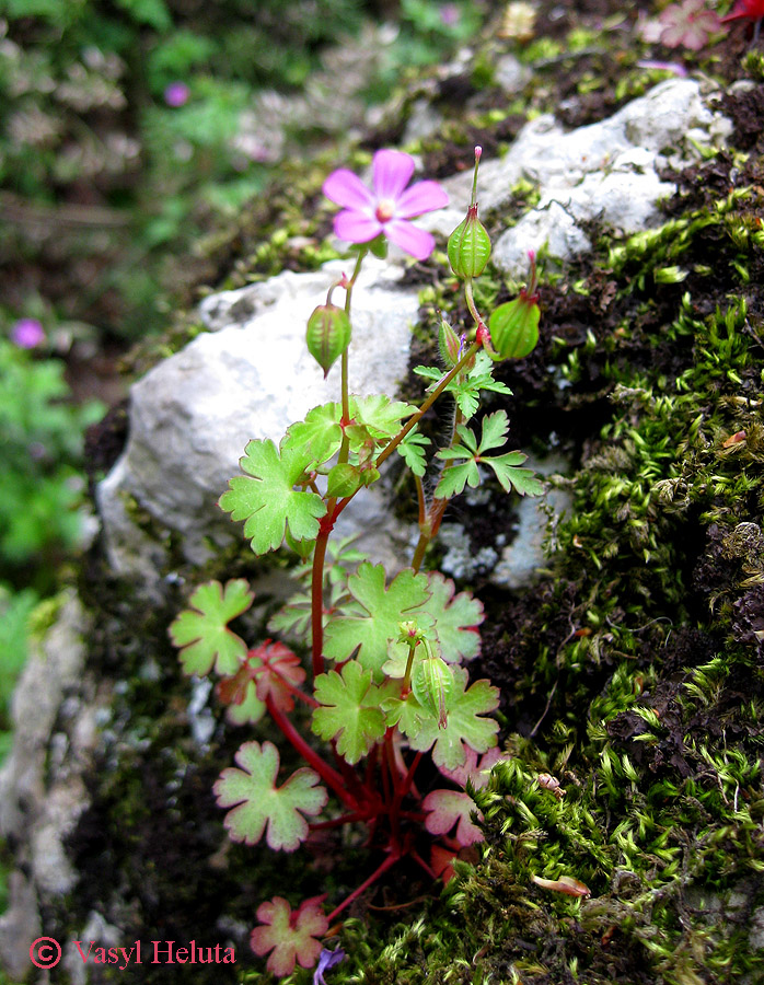 Изображение особи Geranium lucidum.