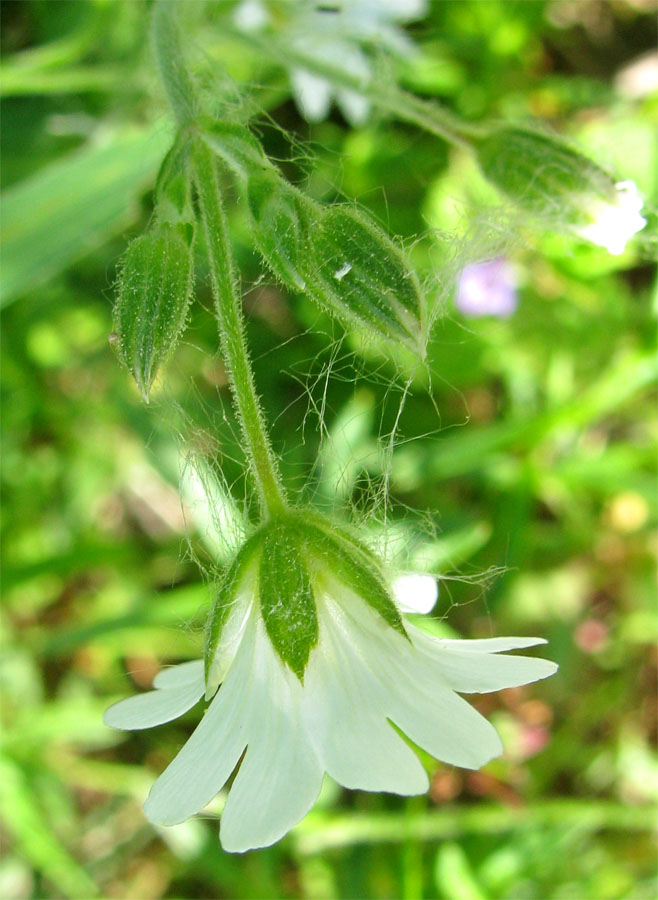 Image of Cerastium arvense specimen.