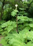 Heracleum mantegazzianum