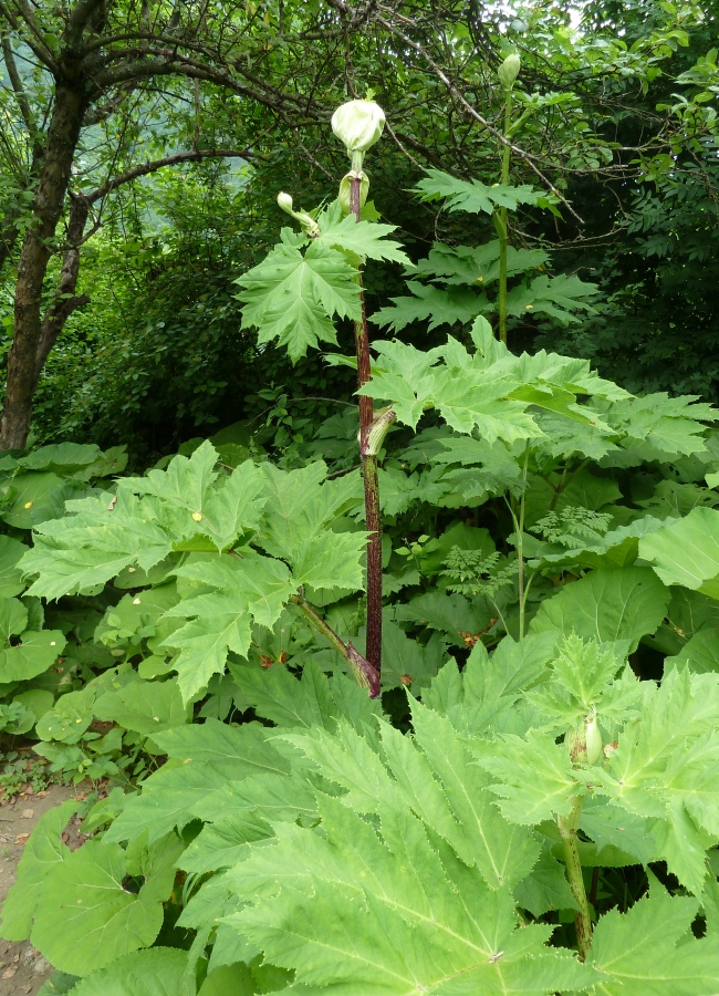 Изображение особи Heracleum mantegazzianum.