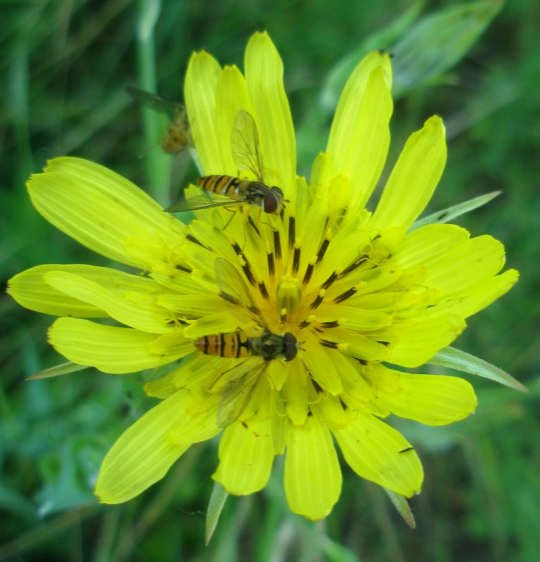 Изображение особи род Tragopogon.