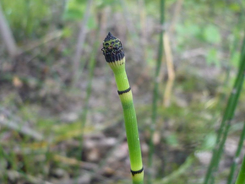 Изображение особи Equisetum hyemale.