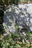 Galium pseudorivale
