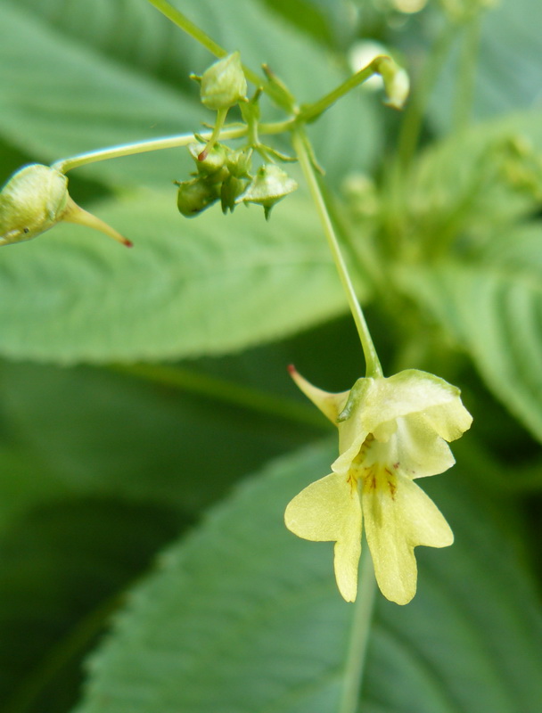 Изображение особи Impatiens parviflora.