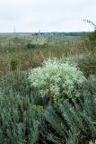 Eryngium campestre. Цветущее растение. Ростовская обл., Мясниковский р-н, Недвиговское сельское поселение, ур. Каменная балка. 31.07.2011.