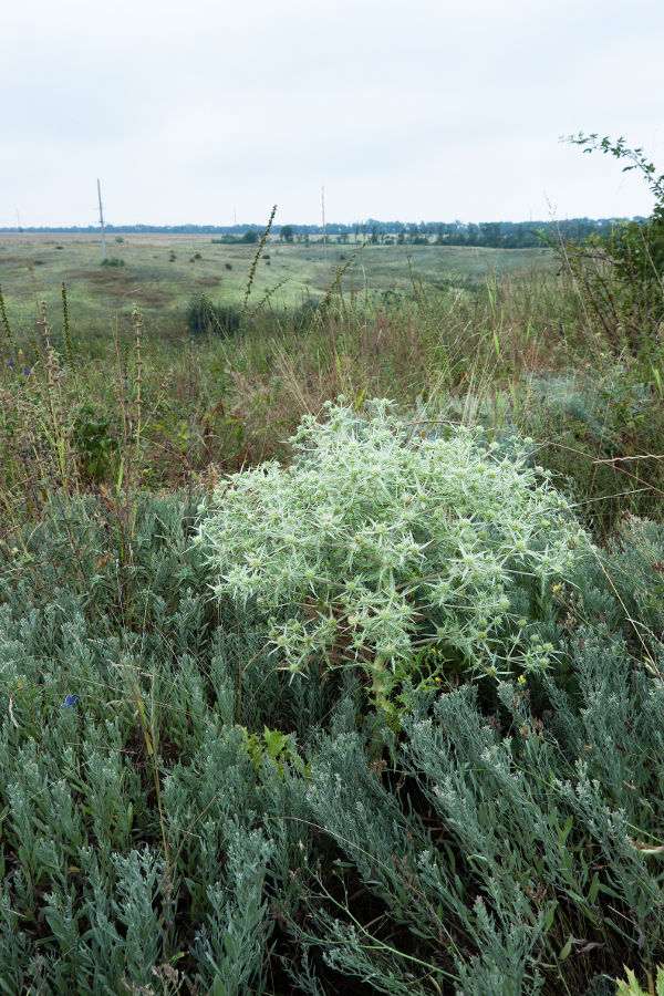 Изображение особи Eryngium campestre.