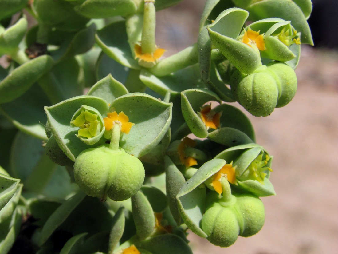 Image of Euphorbia paralias specimen.