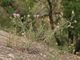 Centaurea majorovii