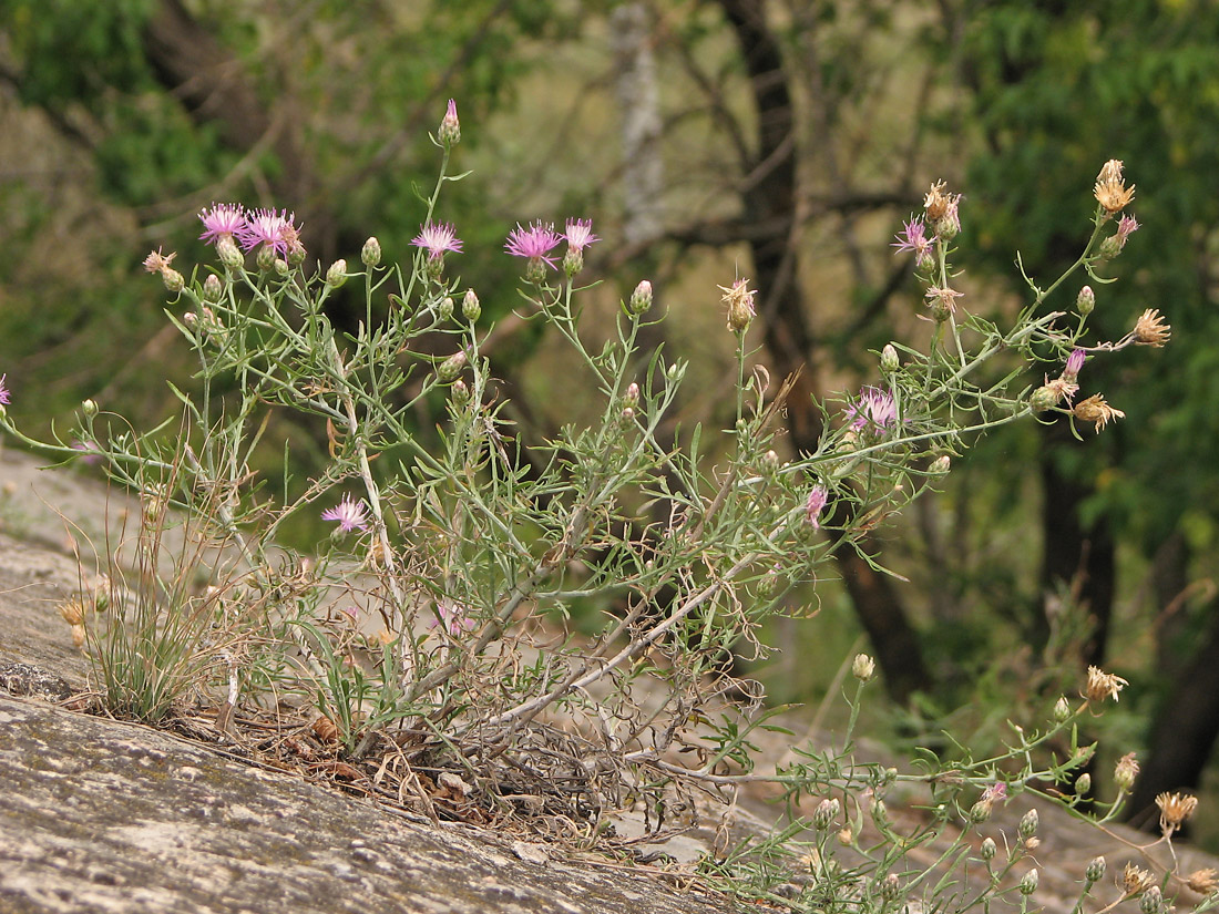 Изображение особи Centaurea majorovii.