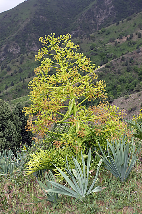 Изображение особи род Ferula.