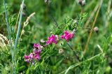 Lathyrus tuberosus