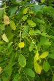 Flueggea suffruticosa