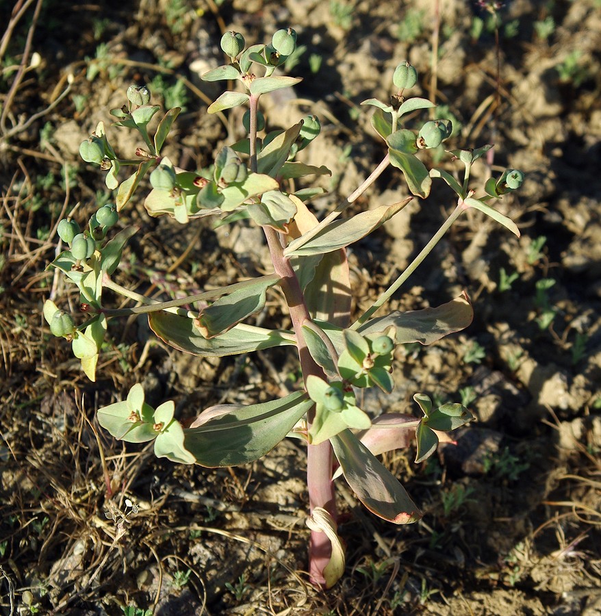 Изображение особи Euphorbia rapulum.