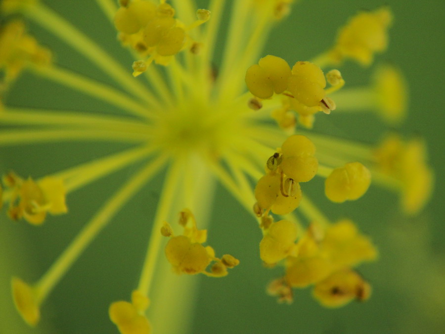 Изображение особи семейство Apiaceae.