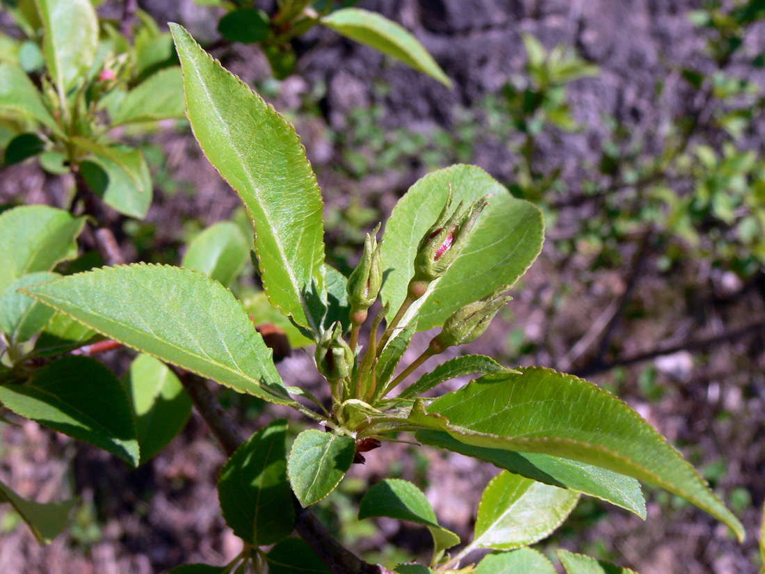 Изображение особи род Malus.