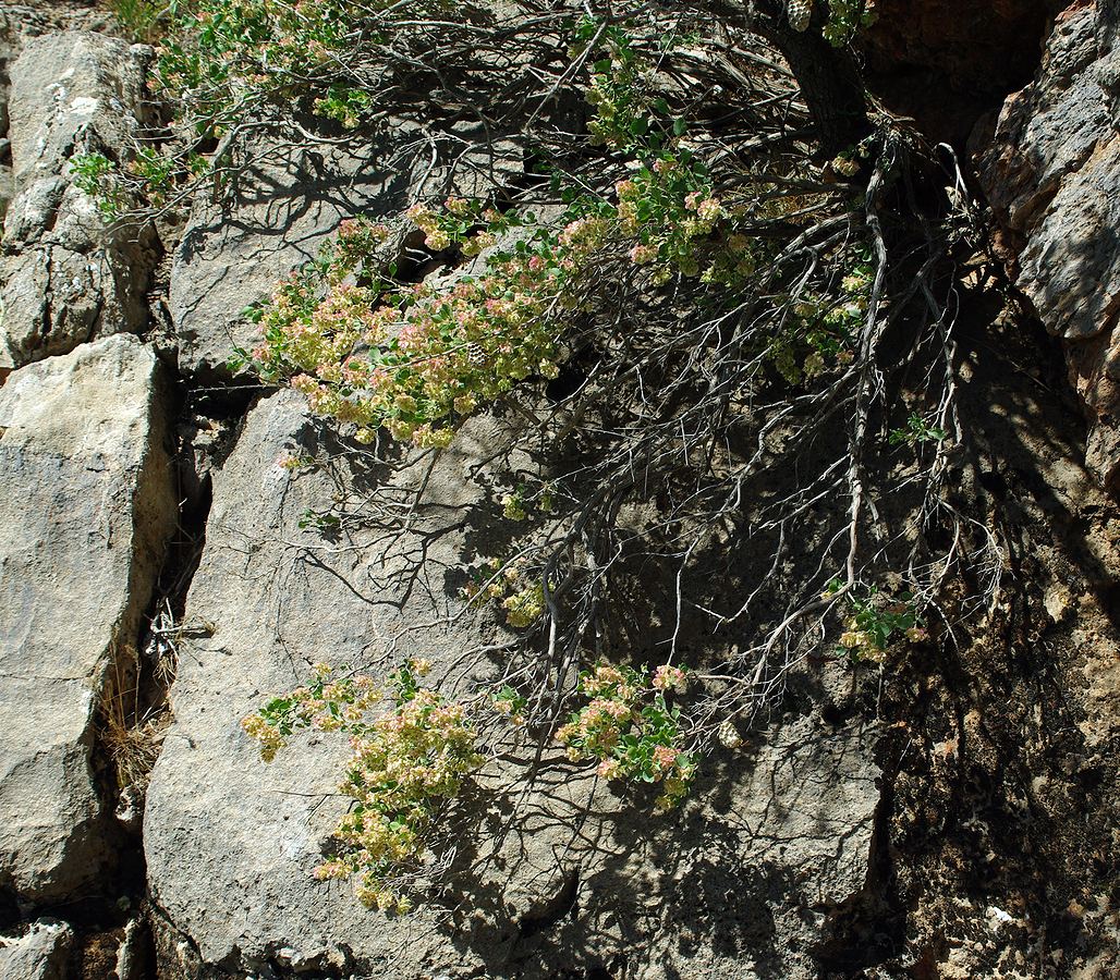 Изображение особи Atraphaxis pyrifolia.
