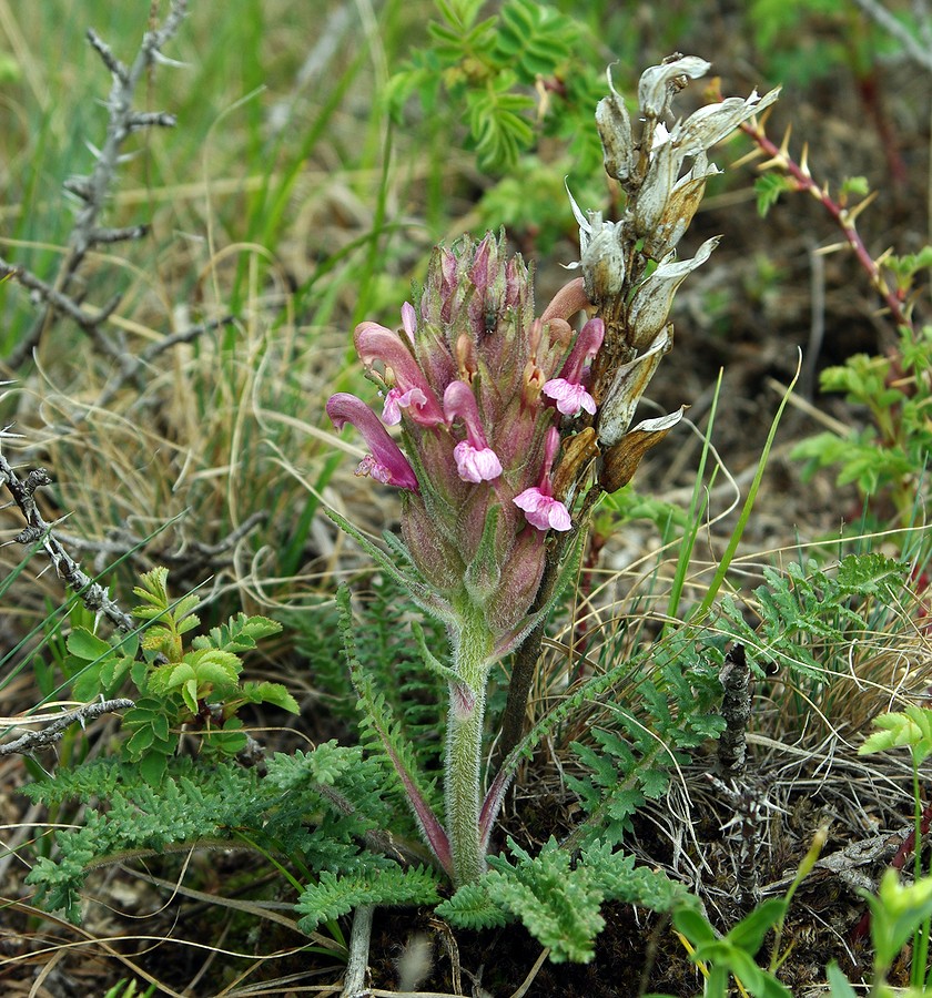 Image of Pedicularis alatauica specimen.