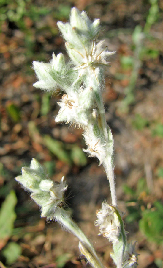 Image of Filago arvensis specimen.