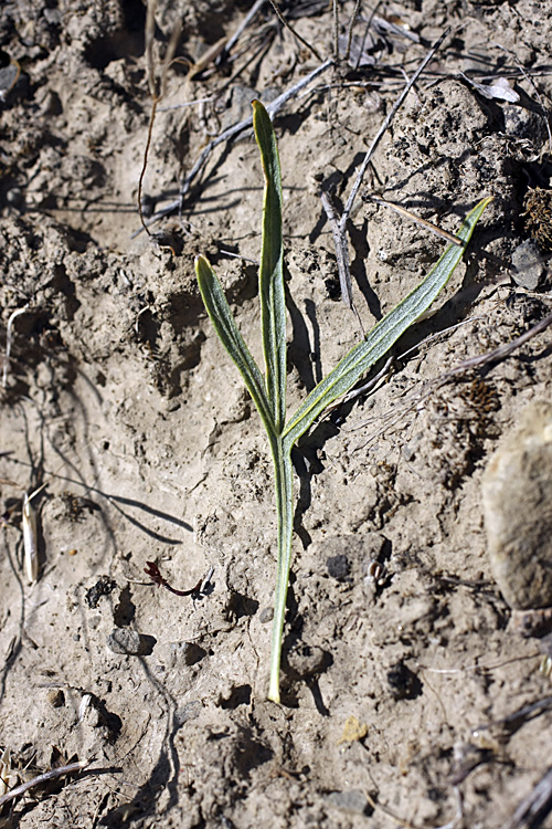 Изображение особи Lepidolopha komarowii.