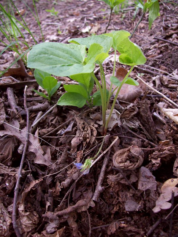 Изображение особи Viola mirabilis.