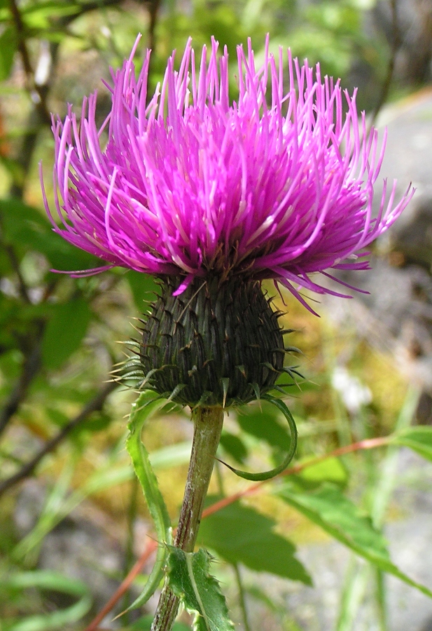 Image of Cirsium komarovii specimen.