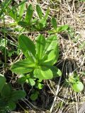 Primula auriculata