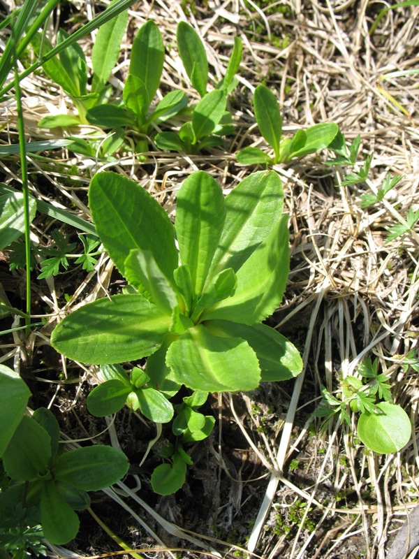 Изображение особи Primula auriculata.