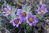 Pulsatilla turczaninovii