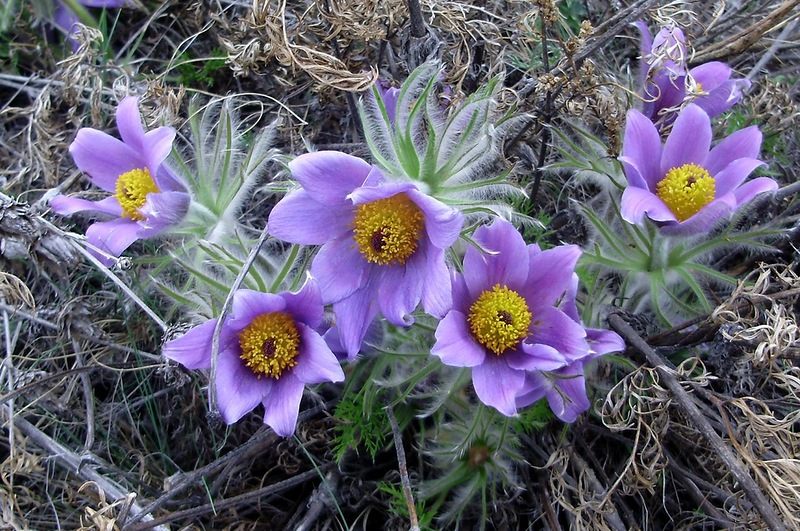 Изображение особи Pulsatilla turczaninovii.