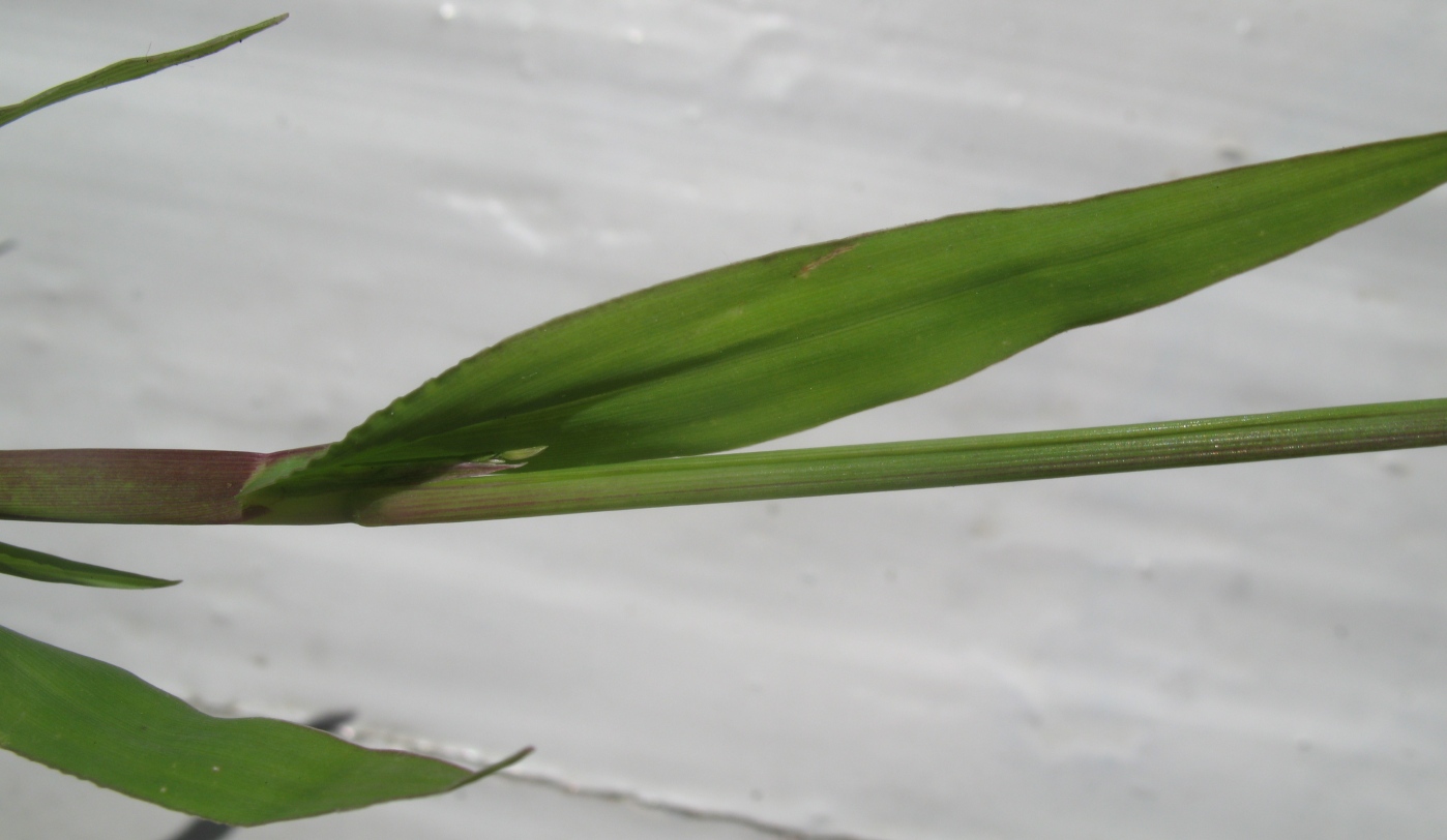 Image of Digitaria asiatica specimen.