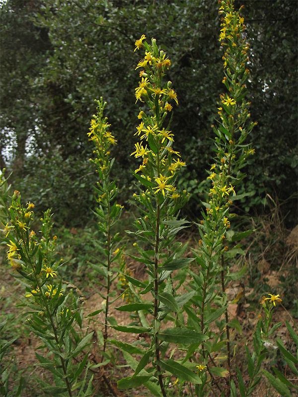 Image of Dittrichia viscosa specimen.