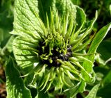 Saussurea frolowii