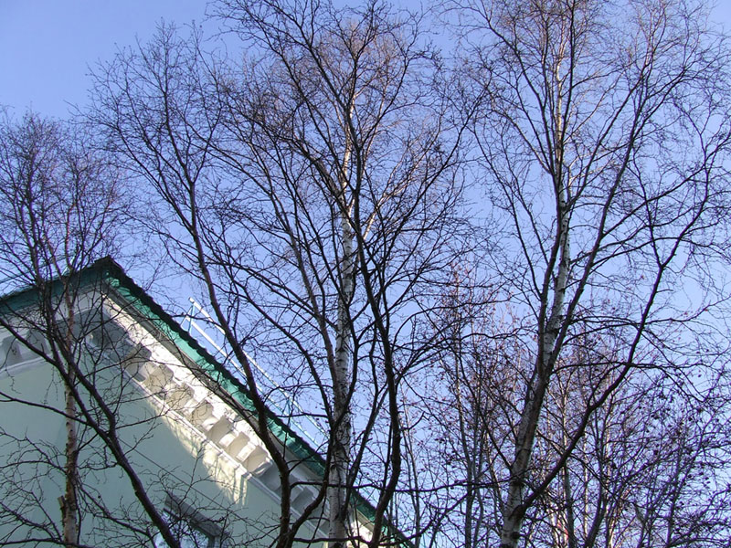 Изображение особи род Betula.