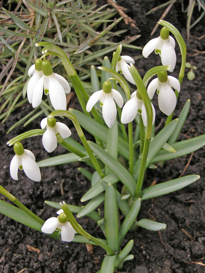 Image of Galanthus nivalis specimen.