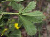 Potentilla depressa. Лист (вид снизу). Крым, Южный склон Айпетринского яйлинского массива. 7 мая 2012 г.