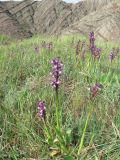 Anacamptis morio ssp. caucasica