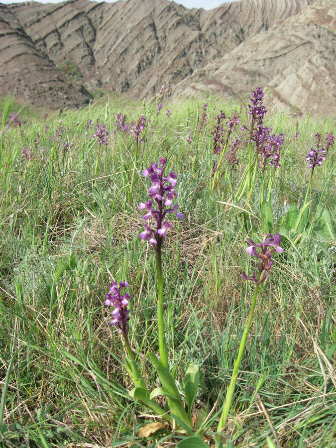 Image of Anacamptis morio ssp. caucasica specimen.