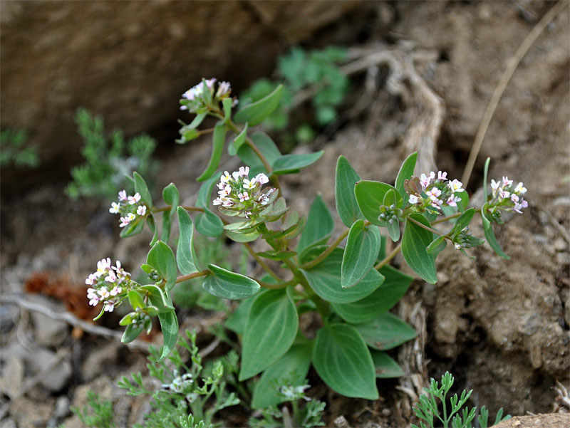 Изображение особи Aethionema arabicum.