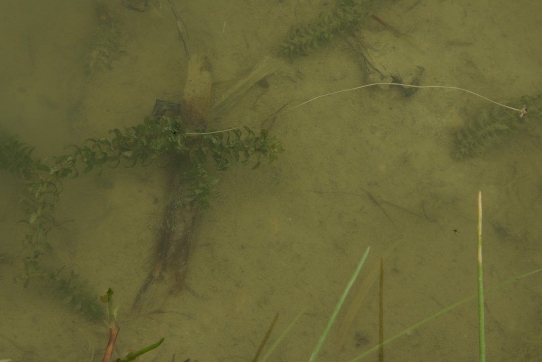 Image of Elodea canadensis specimen.