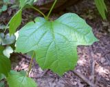 Viburnum opulus. Лист. Курская обл., г. Железногорск, ур. Устье-Воронка, 30 июля 2007 г.