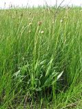 Scorzonera parviflora. Плодоносящее растение на влажном солончаковом лугу. Украина, Донецкая обл., Белосарайская коса. 05.06.2012.