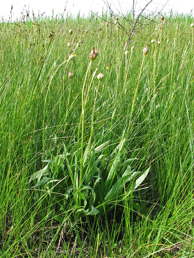 Image of Scorzonera parviflora specimen.