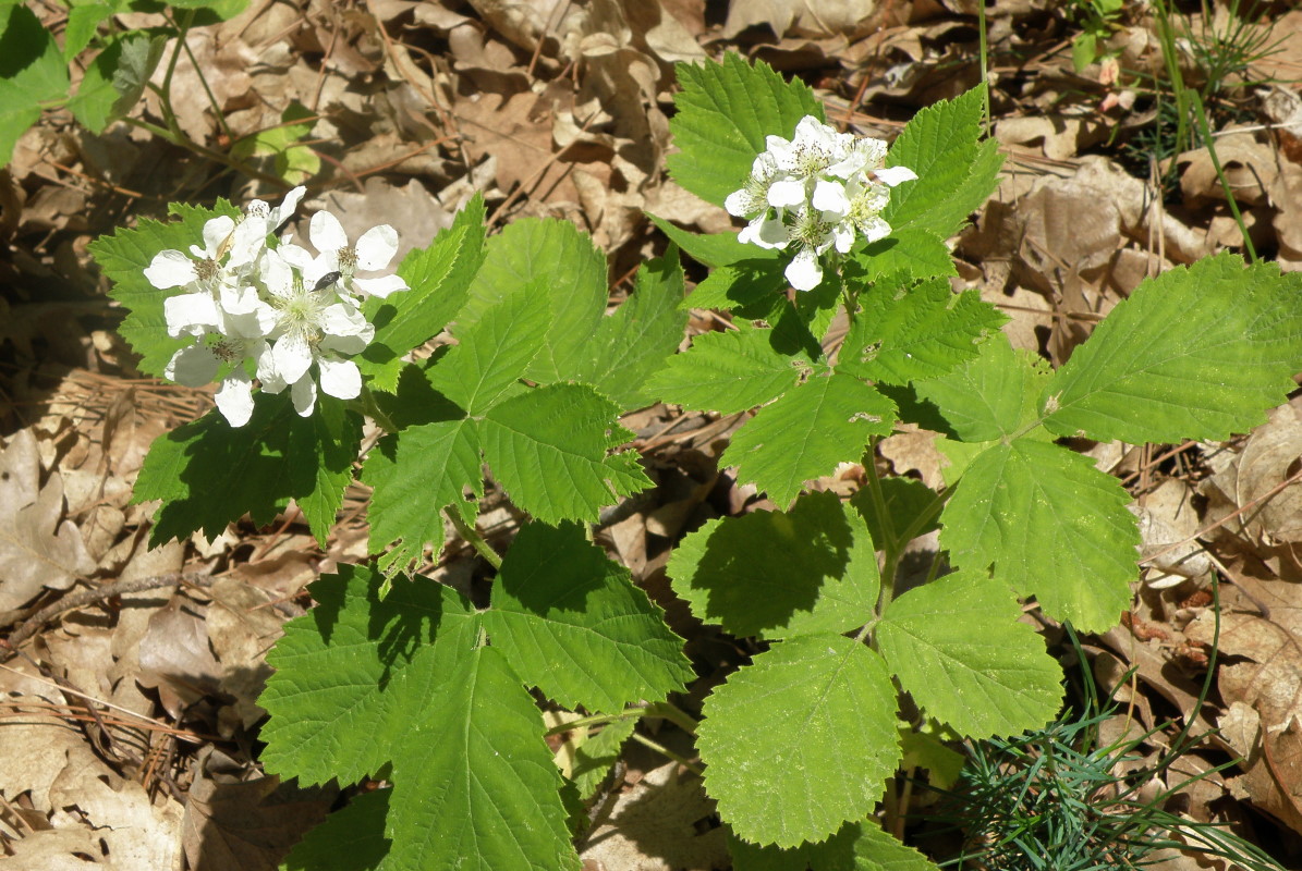 Image of genus Rubus specimen.