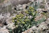 Megacarpaea orbiculata. Зацветающее растение. Южный Казахстан, горы Каракус. 03.04.2007.